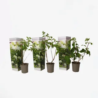 Plant in a Box - Hortensie - 3 Stk - Hydrangea paniculata 'Silver Dollar' - Höhe 25-40cm - Topf 9cm