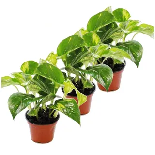 EXOTENHERZ 3er Set Efeutute Scindapsus Epipremnum 12cm Topf