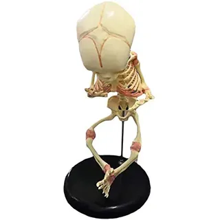 Baby-Skelett-Modell – Medizinisches Anatomisches Fetales Baby-Skelett-Knochenmodell – 35 Cm Großes Menschliches Baby-Skelett-Kind-Skelett-Modell – Für Studien- Und Präsentationsunterricht, Medizinisc