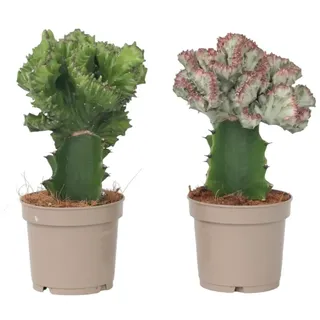 Plant in a Box - Cowboy-Kaktus - 2 Stk - Euphorbia Lactea - Höhe 25-30cm