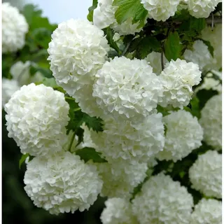 die nr-01.de Echter Schneeball 30-40cm - Viburnum opulus Roseum