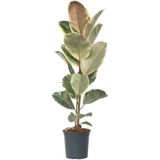 Plant in a Box - Ficus Elastica Tineke Höhe 75-100cm - Topf 24cm