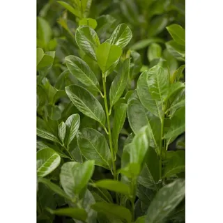 Pflanzen Für Dich Prunus laurocerasus 'Rotundifolia' 100–125 cm