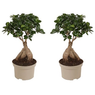 PFLANZENFREUND Bonsai Bäume Ficus Ginseng Topfgröße Ø 12cm 2 Pflanzen
