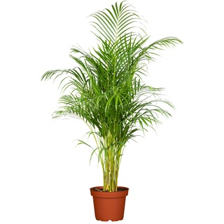 Goldfruchtpalme - Dypsis lutescens, Höhe 100-110, Ø24 cm Topf, 1 Pflanze