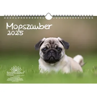 Mopszauber DIN A4 Kalender für 2025 Mops Hunde und Welpen - Geschenkset Inhalt: 1x Kalender, 1x Weihnachtskarte (insgesamt 2 Teile)