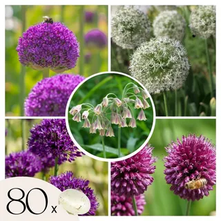 Plant in a Box - Zierlauch - 80 Stk - Allium - Blumenzwiebeln - Mehrfarbig