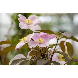 PlantaPro Clematis montana 'Tetrarose' 60–100 Berg-Waldrebe 'Tetrarose',winterhart, deutsche Baumschulqualität, im Topf für optimales anwachsen