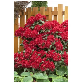Pflanzen Für Dich Rhododendron Hybr. 'Sammetglut', leuchtend rot, 30–40 cm