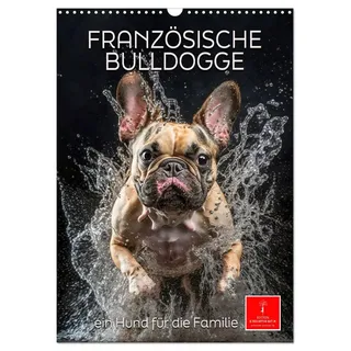 Calvendo Französische Bulldogge - ein Hund für die Familie (Wandkalender 2026 DIN A3 hoch), CALVENDO Monatskalender: Die Französische Bulldogge - lebendig, unbeschwert, umgänglich (CALVENDO Tiere)