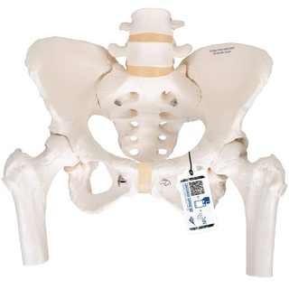 3B Scientific Menschliche Anatomie - Becken-Skelettmodell, weiblich, mit Oberschenkelstümpfen + kostenlose Anatomie App - 3B Smart Anatomy, A62