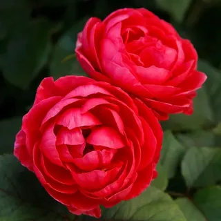 KORDES ROSEN Beetrose, Rosa »Gartenprinzessin Marie-Jose®«, Blüte: rosarot, gefüllt