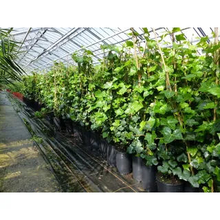 grünwaren 20 Stück Efeu Hedera helix 85 - 105 cm Heckenpflanze winterhart Kletterpflanze Hecke Sichtschutz blickdicht