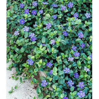 BALDUR Garten 3x Winterharter Bodendecker Vinca minor 'Blau', Pflanzen im 9x9 cm-Topf, 6-8 Pflanzen pro Quadratmeter, ideal für schattige Flächen...