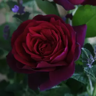 KORDES ROSEN Edelrose, Rosa »Gräfin Diana®«, Blüte: rot, gefüllt