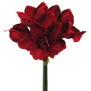 HEG Handelsgeschaft mbH Amaryllis dunkelrot 66cm