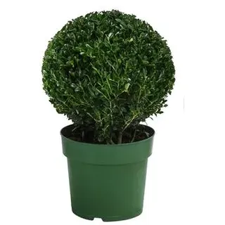 Japanische Stechpalme, Kugel, Dunkelgrün