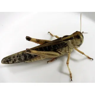 Heuschrecken Subadult Portion ca. 10 Stück