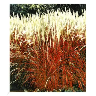 BALDUR Garten Ziergras 'Indian Summer' Chinagras, 1 Pflanze, Chinaschilf, Miscanthus purpurascens, winterharte Staude, mehrjährig, pflegeleicht, blühend