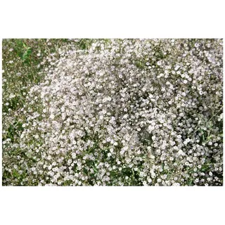 Pflanzen Für Dich Gypsophila paniculata 'Schneeflocke' Schleierkraut ca. 9x9 cm Topf