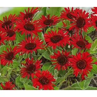 Sonnenhut, verschiedene Sorten, Gelb, Orange, Rot, Lila