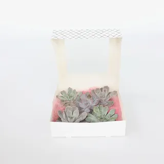 Plant in a Box - Mischung Echeveria DIY 5 Stk - Echeveria lilacina - Höhe 7cm