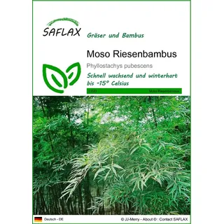 SAFLAX - Moosbambus - 20 Samen - Phyllostachys pubescens