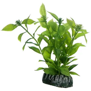 Dohse Hygrophila 13 cm