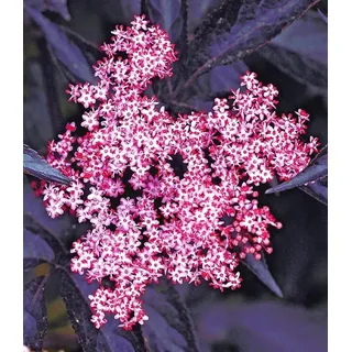 BALDUR Garten 1x Holunder Sambucus nigra 'Thundercloud' winterhart, Pflanze im 17 cm-Topf, schmetterlingsfreundlich, Holunderbeere, Fliederbeere, trockenresistent, mehrjährig, blühend