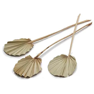 Trockenblume Palmenblatt "Rund" in Natur, 10 Stück, Größe ca. 30-40cm, NaDeco