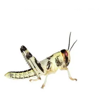 Feeders & More - Heuschrecken - Wüstenheuschrecken MITTEL - 300 Stück - Lebendfutter Insekten Wuestenheuschrecken - Futter für Reptilien, Bartagamen und Amphibien - Futterinsekten & Haustierfutter