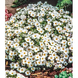 BALDUR Garten Bodendecker winterharte Bergsandblume, 3 Pflanzen Arenaria montana Sandkraut Steingarten, Polsterstaude, Bodendecker, winterharte Stauden mehrjährig, blühend