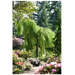 Pflanzen Für Dich Betula pendula 'Youngii' Hängebirke, 120 cm Stammhöhe