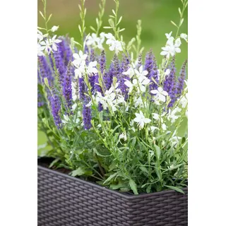 Pflanzen Für Dich Gaura lindheimerii 'Short Form', p 0,5