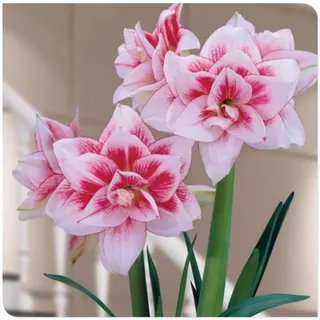 Amaryllis zwiebel,Winterharte,amaryllis papilio,amaryllis ständer,amaryllis picotee,amaryllis zwiebel zimmerpflanzen,amaryllis pflanze winterhart Mehrjährig,amaryllis kaufen.-1zwiebel-J