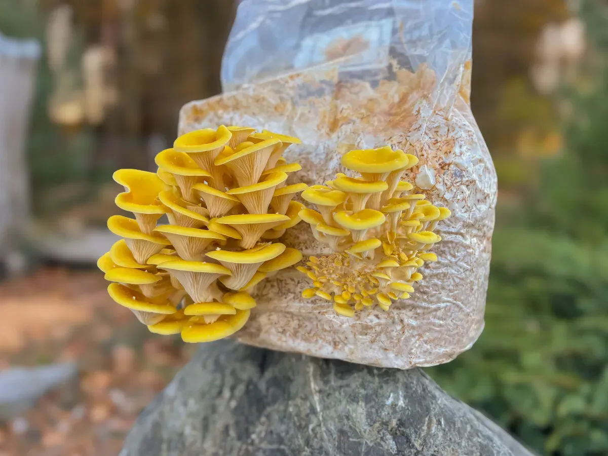 Limonenpilz-Pilzzuchtkultur XXL, BIO