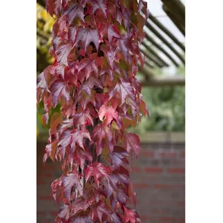 Pflanzen Für Dich Parthenocissus tricuspidata 'Veitchii Robusta' Kletterpflanze, 60–100 cm