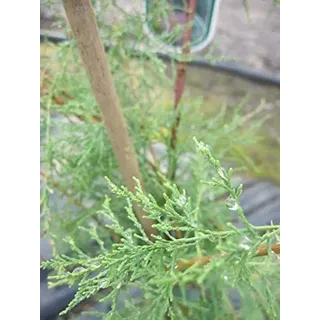 Heide Tamariske - Sommertamariske - Tamarix ramosissima - 60-80cm