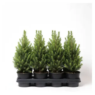 pflanzen-für-dich.de Zuckerhut-Fichte 'Conica' Picea glauca 'Conica' 1L 15- 20