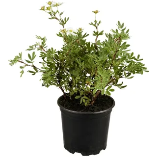 Pflanzen Für Dich Potentilla Weiss ca. 9x9 cm Topf
