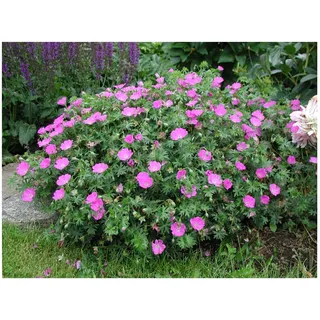 1 x Geranium sanguineum 'Max Frei' (Winterhart/Stauden/Staude/Mehrjährig/Bodendecker) Blut Storchschnabel - Kompakt, leuchtend und unermüdlich blühend - Tolle leuchtende Blüten - von Stauden Gänge
