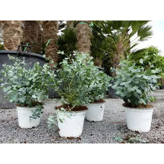 grünwaren 4 Stück Eucalyptus Gunni Gunnii Busch Kugel Eukalyptusbaum, Höhe 20 - 25 cm Pflanze winterhart