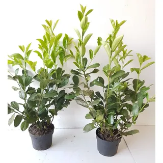 pflanzen-boering 10 Prunus Novita Höhe: 60-80 cm, immergrün winterhart