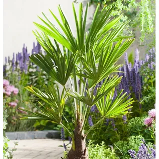 Frostharte Pflanzenrarität Trachycarpus Windamerpalme bis zu 100 cm Gesamthöhe - grün
