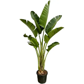 Trendyplants - Strelitzia Augusta - Paradiesvogelblume - Zimmerpflanze - Höhe 240-260 cm - Topfgröße Ø45cm