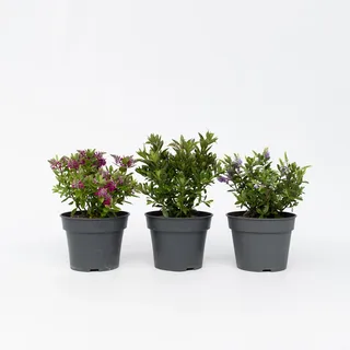 Plant in a Box - Strauchveronika - 3 Stk - Hebe All Blooms - Höhe 30-35cm - Topf 13cm