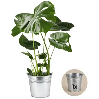 Monstera deliciosa + 1x Zinktopf | Fensterblatt | ca. 55-70 cm | ø 12-15 cm Topf | Pflegeleichte Zimmerpflanzen für Wohnung und Büro | Qualität vom Pflanzen Profi | Ideale Raumbegrünung