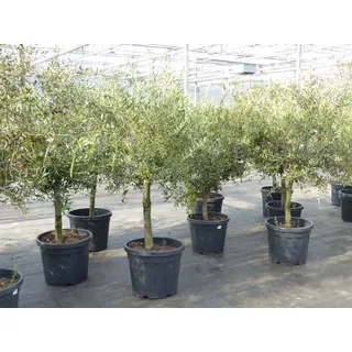 grünwaren Olivenbaum 15 Jahre Olive "Angebot" 150 - 170 cm, beste Qualität, winterhart, Olea Europaea