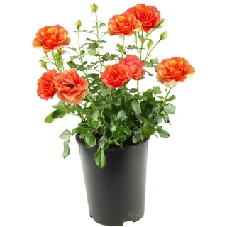 Tchibo - Rose »Lollipop« - gelb