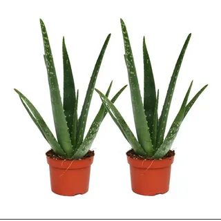 EXOTENHERZ 2er Set Aloe vera ca. 2 Jahre alt 10,5cm Topf